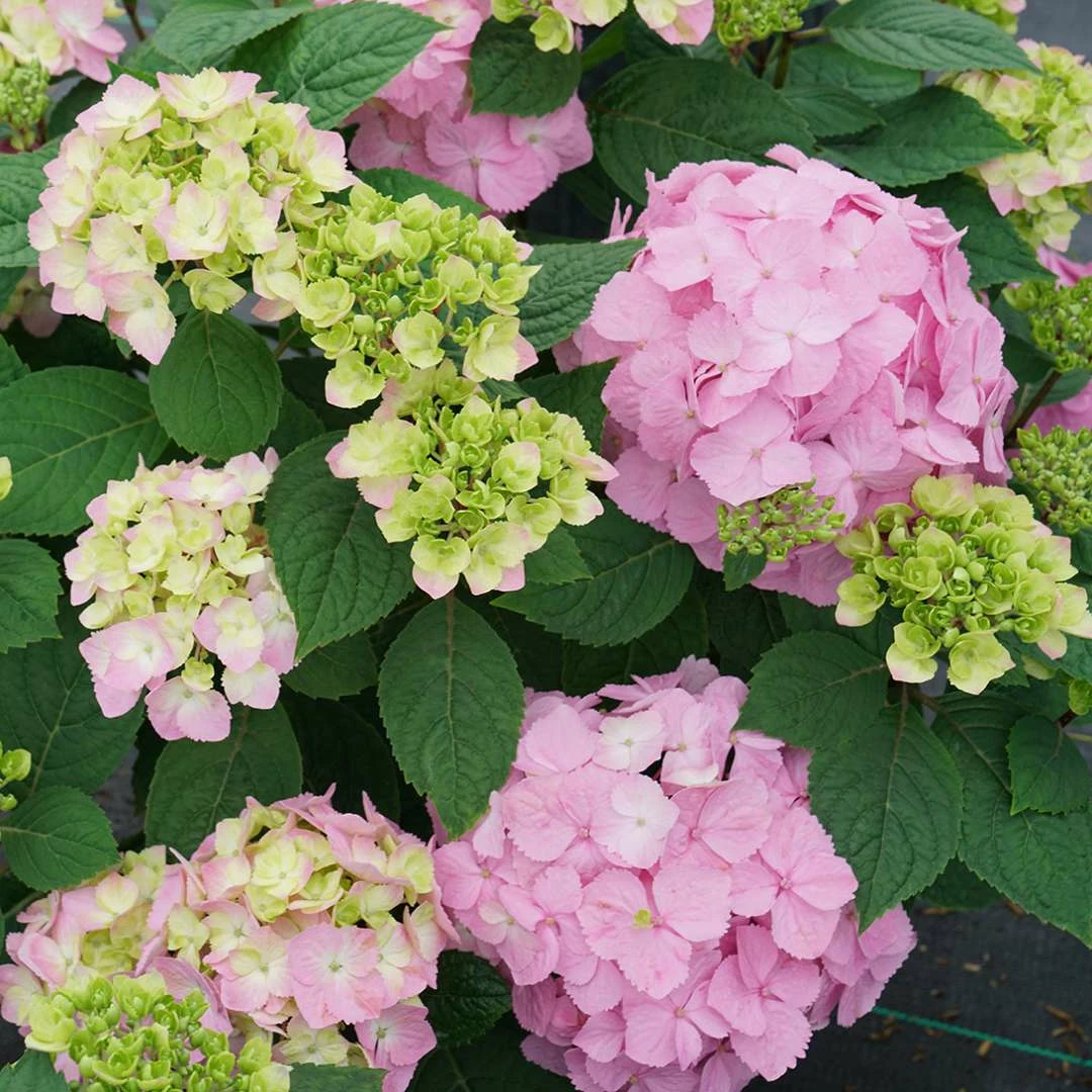 LET’S DANCE SKY VIEW® - Hydrangea - Reblooming - Proven Winners - 4" Pot 3 LET’S DANCE SKY VIEW® - Hydrangea - Reblooming - Proven Winners - 4" Pot