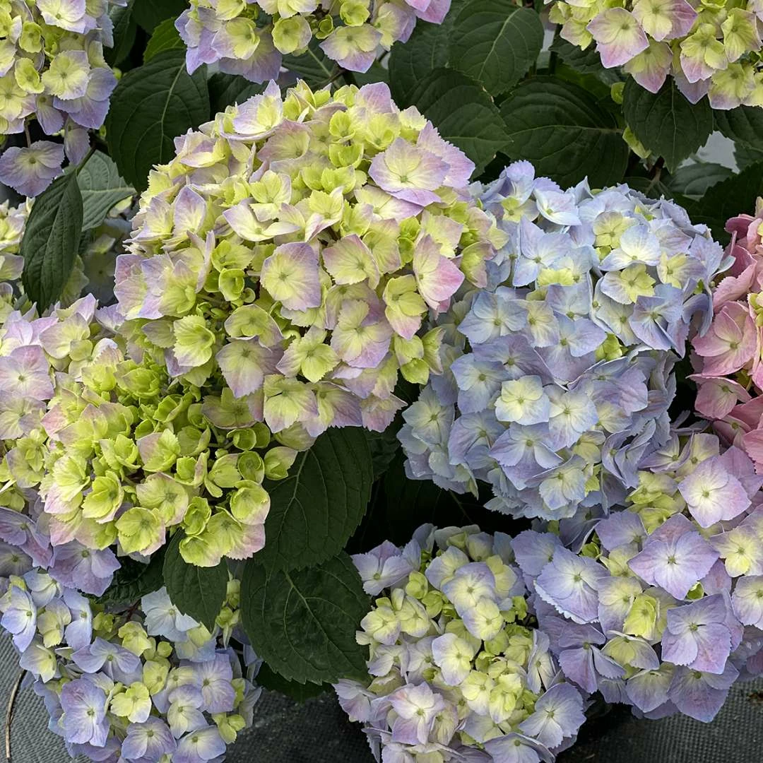 LET’S DANCE SKY VIEW® - Hydrangea - Reblooming - Proven Winners - 4" Pot 6 LET’S DANCE SKY VIEW® - Hydrangea - Reblooming - Proven Winners - 4" Pot - Image 4