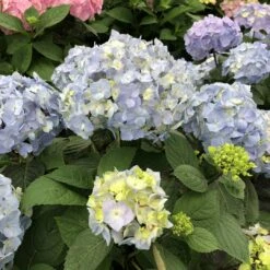 LET’S DANCE SKY VIEW® - Hydrangea - Reblooming - Proven Winners - 4" Pot 8 LET’S DANCE SKY VIEW® - Hydrangea - Reblooming - Proven Winners - 4" Pot -HIRTS Sales hydrangea macrophylla lets dance sky view 3 1080 1080 60 19740.1688078406