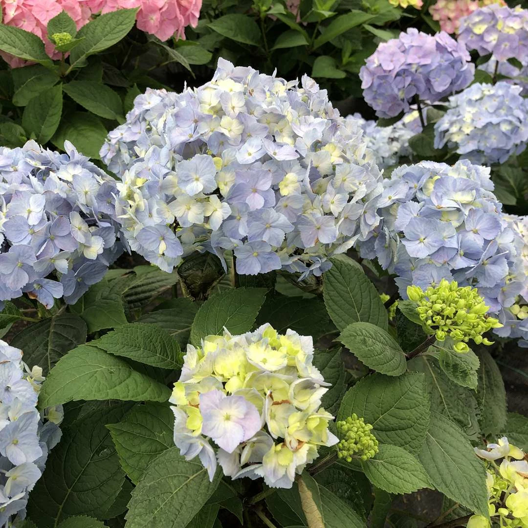 LET’S DANCE SKY VIEW® - Hydrangea - Reblooming - Proven Winners - 4" Pot 5 LET’S DANCE SKY VIEW® - Hydrangea - Reblooming - Proven Winners - 4" Pot - Image 3