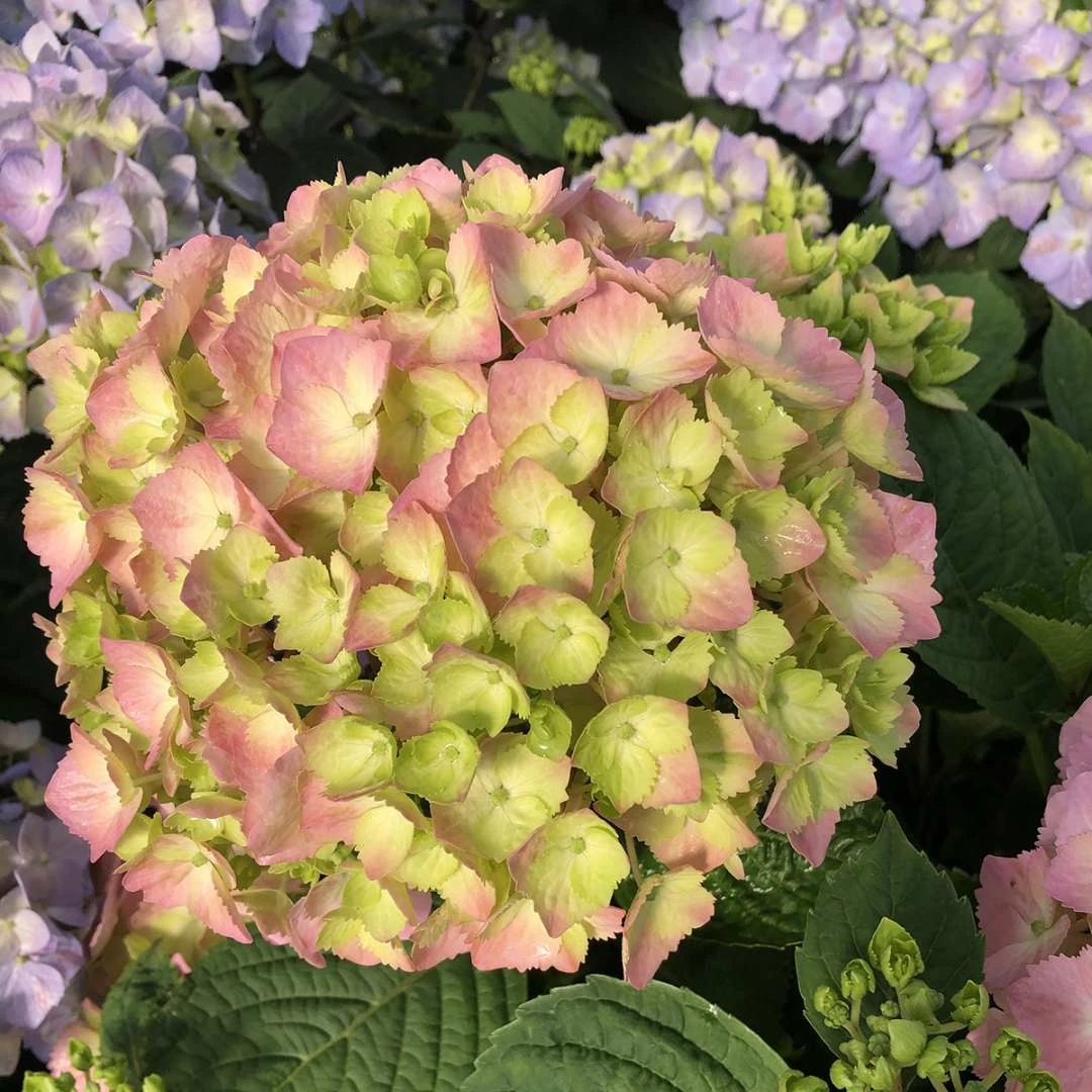 LET’S DANCE SKY VIEW® - Hydrangea - Reblooming - Proven Winners - 4" Pot 4 LET’S DANCE SKY VIEW® - Hydrangea - Reblooming - Proven Winners - 4" Pot - Image 2