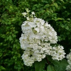 Puffer Fish® Panicle Hydrangea - Hydrangea Paniculata - 4" Pot -HIRTS Sales hydrangea paniculata puffer fish 1 1024 1024 60 79753.1675833432