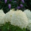 Puffer Fish® Panicle Hydrangea - Hydrangea Paniculata - 4" Pot -HIRTS Sales hydrangea paniculata puffer fish 3 1080 1080 60 09132.1675833431
