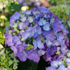 LET’S DANCE LOVEABLE™ - Bigleaf Hydrangea - Proven Winners - 4" Pot -HIRTS Sales hydrangea macrophylla lets dance loveable p1195287 800x800 169fc80 20093.1688078407