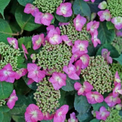 TUFF STUFF TOP FUN™ - Mountain Hydrangea - Hydrangea Serrata - 4" Pot -HIRTS Sales hydrangea serrata tuff stuff top fun p1195299 800x800 169fc80 82717.1678996087