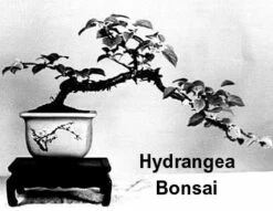 Vining Hydrangea Plant - Hydrangea Petiolaris - Shade - 4" Pot -HIRTS Sales hydrangeabonsai 85781.1602010224