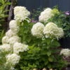 LITTLE LIME® Hydrangea -Compact Flowering Shrub- Hardy - Proven Winners - 4" Pot -HIRTS Sales hydrangealittlelimehr1 59619.1615344509