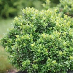 CASTLE KEEP® Blue Holly - Ilex - 4" Pot - Proven Winners 7 CASTLE KEEP® Blue Holly - Ilex - 4" Pot - Proven Winners -HIRTS Sales ilex castle keep 2 1080 1080 60 31929.1615344695