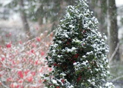 Castle Spire® Blue Holly - Ilex - 4" Pot - Proven Winners -HIRTS Sales ilexcastlespire2 26054.1615344546