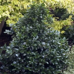 Castle Spire® Blue Holly - Ilex - 4" Pot - Proven Winners -HIRTS Sales ilexcastlespire3 25555.1615344546