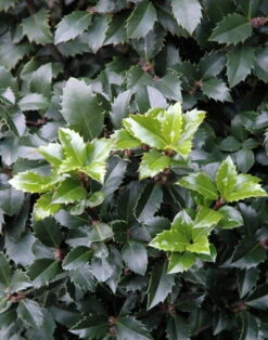 Castle Spire® Blue Holly - Ilex - 4" Pot - Proven Winners -HIRTS Sales ilexcastlespire4 60383.1615344546