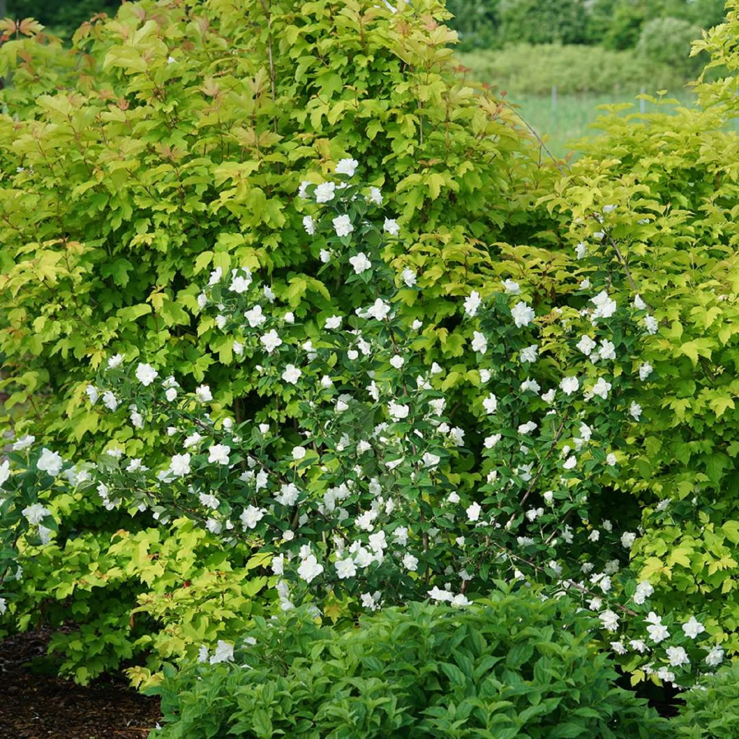 ILLUMINATI ARCH® Mockorange - Philadelphus - Low Grower - 4" Pot - Image 2