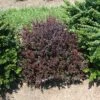 Sunjoy Mini Maroon® Barberry - 4" Pot - Berberis -HIRTS Sales imageresize.php 11876.1615344683