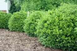 NEWGEN FREEDOM® Boxwood - 4" Pot - Buxus - Indoors Or Out -HIRTS Sales img 4806 11694.1648736589