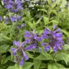 Neptune Catmint Perennial - Nepeta - Gallon Pot -HIRTS Sales img 5760 13083.1654882428