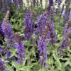 Lyrical™ Blues Meadow Sage - Salvia - Gallon Pot -HIRTS Sales img 5761 50578.1654882427
