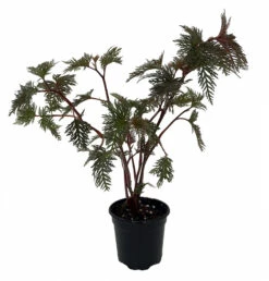 Begonia Bipinnatifida / Fern Leaf Begonia - 4" Pot- House Plant Or Terrarium