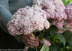 Incrediball® Blush Hydrangea Perennial - Huge Flowers - 4" Pot - Proven Winners -HIRTS Sales incrediball blush hydrangea 2 86019.1615344657