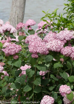 Incrediball® Blush Hydrangea Perennial - Huge Flowers - 4" Pot - Proven Winners -HIRTS Sales incrediball blush hydrangea 5 80002.1615344657