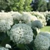 Incrediball® Hydrangea Perennial - Huge Flowers - 4" Pot - Proven Winners -HIRTS Sales incrediball hydrangea 8573 44208.1615344503