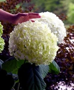 Incrediball® Hydrangea Perennial - Huge Flowers - 4" Pot - Proven Winners 9 Incrediball® Hydrangea Perennial - Huge Flowers - 4" Pot - Proven Winners -HIRTS Sales incrediballhy421 54899.1615344504