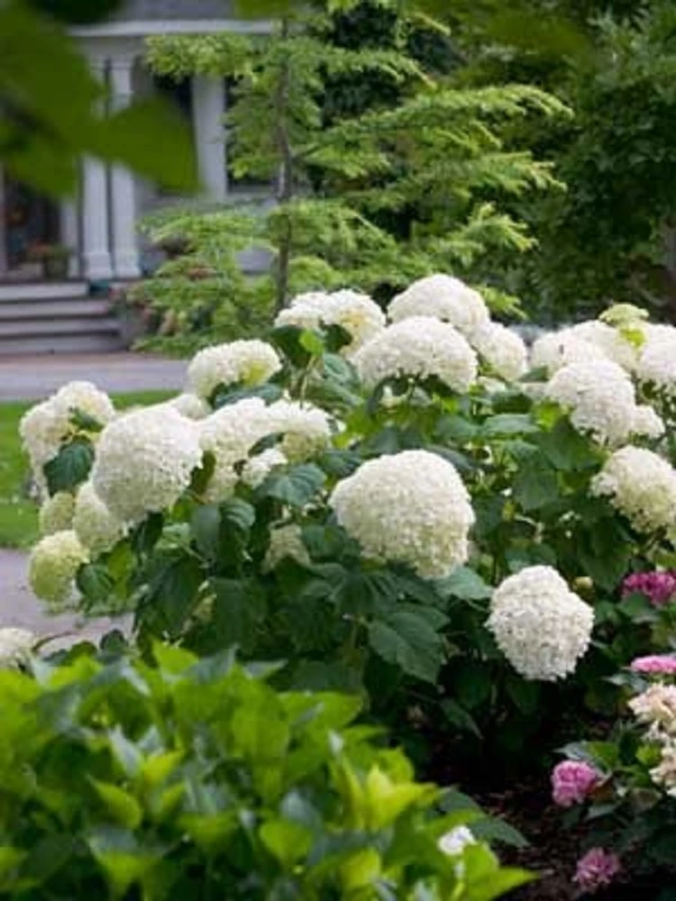 Incrediball® Hydrangea Perennial - Huge Flowers - 4" Pot - Proven Winners 4 Incrediball® Hydrangea Perennial - Huge Flowers - 4" Pot - Proven Winners - Image 2