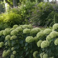 Invincibelle Limetta® Hydrangea - 4" Pot - Proven Winners -HIRTS Sales invincibelle20limetta20hydrangea20landscape 52010.1615344639