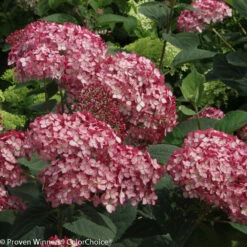 Invincibelle® Ruby Hydrangea - 4" Pot - Proven Winners -HIRTS Sales invincibelle20ruby20hydrangea 4 32812.1615344621