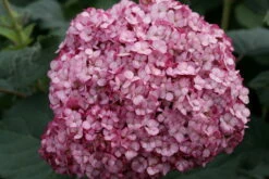 Invincibelle Mini Mauvette® Hydrangea - 4" Pot - Proven Winners -HIRTS Sales invincibelle mini mauvette purple hydrangea arborescens 50887.1615344664