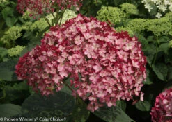 Invincibelle® Ruby Hydrangea - 4" Pot - Proven Winners -HIRTS Sales invincibelle ruby hydrangea 4 94076.1615344620