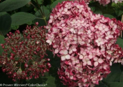Invincibelle® Ruby Hydrangea - 4" Pot - Proven Winners -HIRTS Sales invincibelle ruby hydrangea 5 20399.1615344621