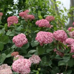 Invincibelle® Spirit II Hydrangea - 4" Pot - Proven Winners -HIRTS Sales invincibelle spirit ii hydrangea 1 68243.1695757381