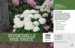 Invincibelle Wee White® Hydrangea - 4" Pot - Proven Winners -HIRTS Sales invincibelle wee white reblooming hydrangea arborescens 85119.1615344638