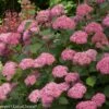 Invincibelle® Spirit II Hydrangea - 4" Pot - Proven Winners -HIRTS Sales invincspiritnew 69389.1695757380