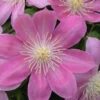 Irene Clematis - Long Lasting Blooms - Creamy Rose Pink Flower - 2.5" Pot -HIRTS Sales irene 87342.1615344849