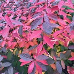 Scentlandia® Sweetspire - 4" Pot - Itea - Proven Winners -HIRTS Sales itea20scentlandia20fall20color 30990.1615344691