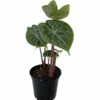 Ivory Coast African Mask Plant - Elephant Ear - Alocasia - Indoors/Out - 4" Pot