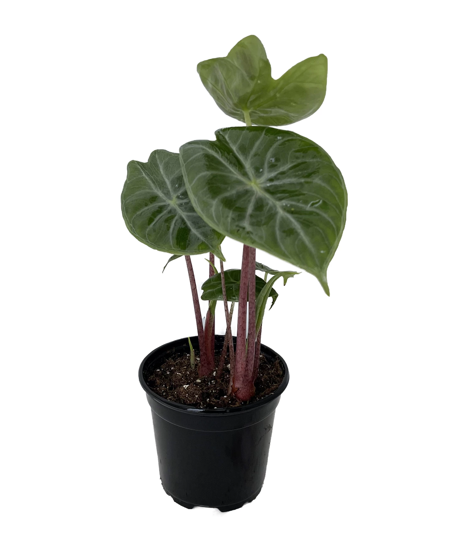 Ivory Coast African Mask Plant - Elephant Ear - Alocasia - Indoors/Out - 4" Pot 3 Ivory Coast African Mask Plant - Elephant Ear - Alocasia - Indoors/Out - 4" Pot