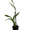 C.M. Fitch Izumi Orchid - Miltassia - 2" Pot - Collector Orchids -HIRTS Sales izumiorchid2in 46856.1696524958