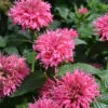Sugar Buzz® Bubble Gum Blast Bee Balm - Monarda - Pink - Gallon Pot -HIRTS Sales j119 09 89456.1626398229