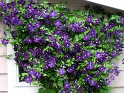 Jackmani Clematis Vine - Velvety-Purple - 2.5" Pot -HIRTS Sales jackamamnii 1 37616.1615344793