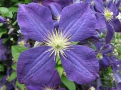 Jackmani Clematis Vine - Velvety-Purple - 2.5" Pot -HIRTS Sales jackamnii 2 39704.1615344792