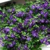 Jackmani Clematis Vine - Velvety-Purple - 2.5" Pot -HIRTS Sales jackamnii 3 63232.1615344792