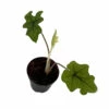 Jacklyn Alocasia Tandurusa - 2" Pot - Collector's Series -HIRTS Sales jacklyn25 27766.1691787626