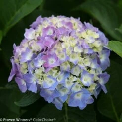 Let's Dance® Blue Jangles™ Reblooming Hydrangea - 4" Pot - Proven Winners -HIRTS Sales jangles2 37845.1615344602