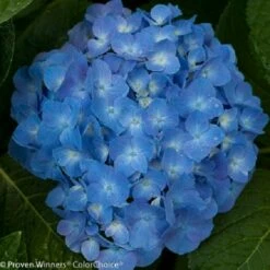 Let's Dance® Blue Jangles™ Reblooming Hydrangea - 4" Pot - Proven Winners -HIRTS Sales jangles3 30141.1615344603