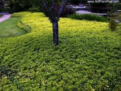 Japanese Spurge 48 Plants - Pachysandra - Hardy Groundcover - 1 3/4" Pots 6 Japanese Spurge 48 Plants - Pachysandra - Hardy Groundcover - 1 3/4" Pots -HIRTS Sales jap421anesespurge 20832.1616112448