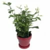 Hirt's Arabian Tea Jasmine Plant - Maid Of Orleans - 4" Ceramic Pot/Saucer -HIRTS Sales jasminemaidoforleansnewhr6 36284.1690729577