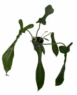 Joepii Philodendron - 4" Pot - Trending/Collector's Series 7 Joepii Philodendron - 4" Pot - Trending/Collector's Series -HIRTS Sales jeoppphilo4 86601.1690483378