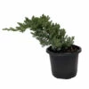 Japanese Juniper Bonsai Tree - 4" Pot - Juniperus Procumbens - Nana -HIRTS Sales jjunip4newtb 27738.1662667196